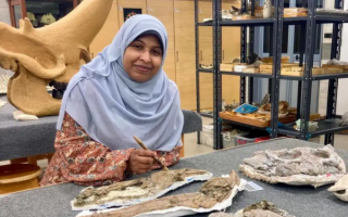 Egyptian Researchers Discover New Dinosaur-Era Crocodile Species