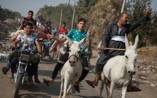 Egyptian Donkeys: From Transport to Therapy