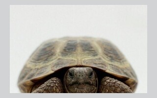 Egyptian Authorities Rescue Rare Sea Turtle