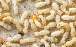 House Collapse in Isna due to Termites