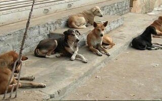 Egipto lanza una campaña nacional contra los perros callejeros