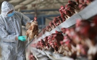 Egipto desmiente rumores de gripe aviar y explica el aumento de precios del pollo